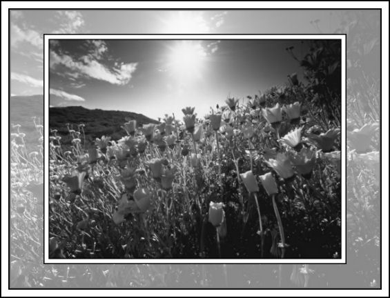 Open Fields of Flowers